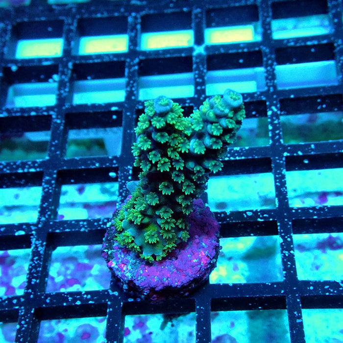 Acro Frag Aquaculture