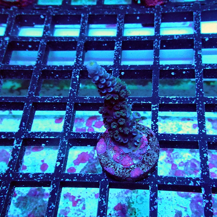 Acro Frag Aquaculture
