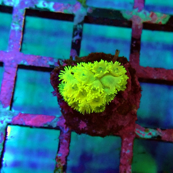 Goniopora Bright