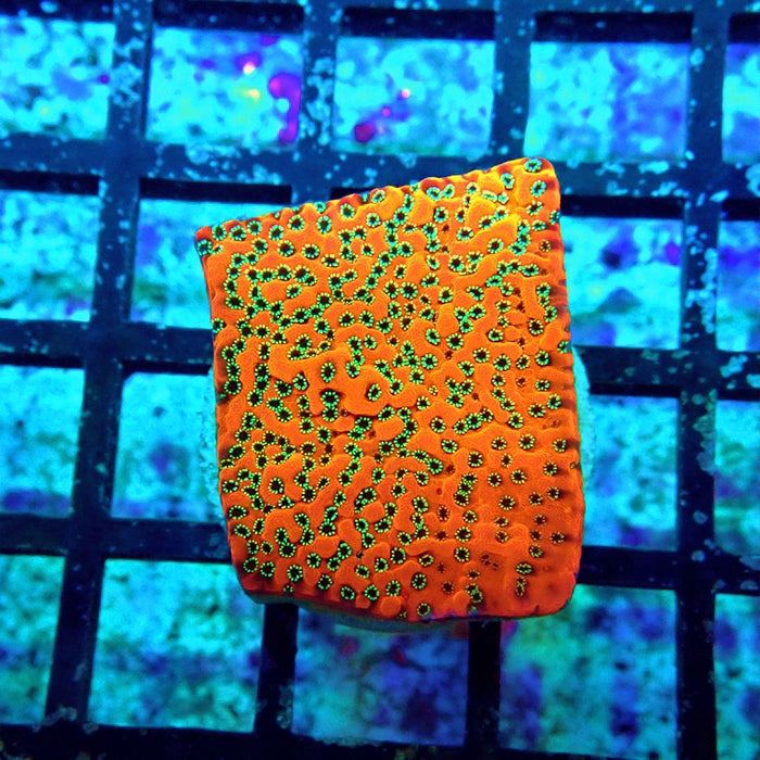 Mystic Killer Monti Frag