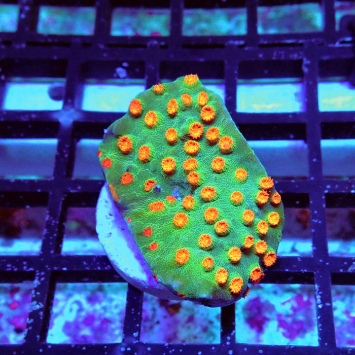 Cyphastrea Frag