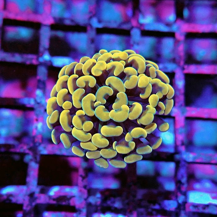 Euphyllia Yellow Branch Hammer