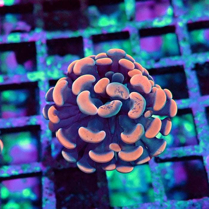 Euphyllia Pink Branch Hammer Premium