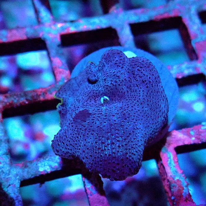 Discosoma Blue