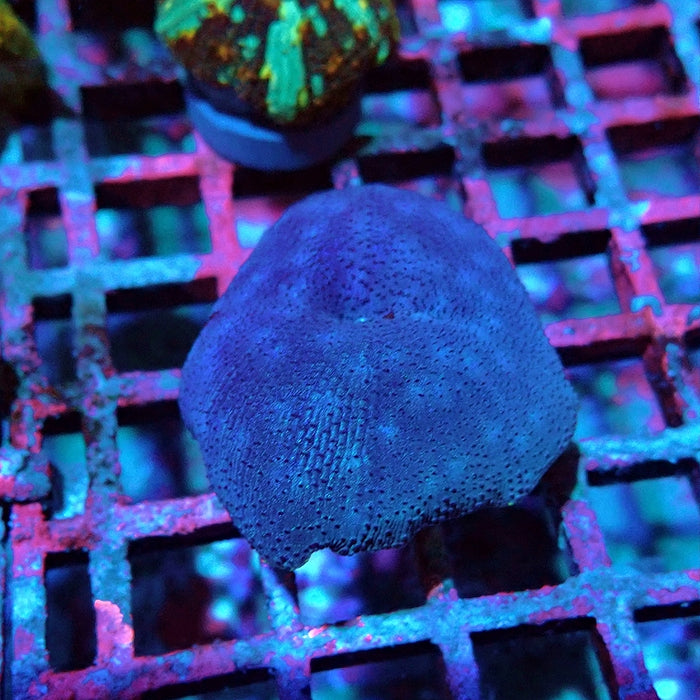 Discosoma Blue