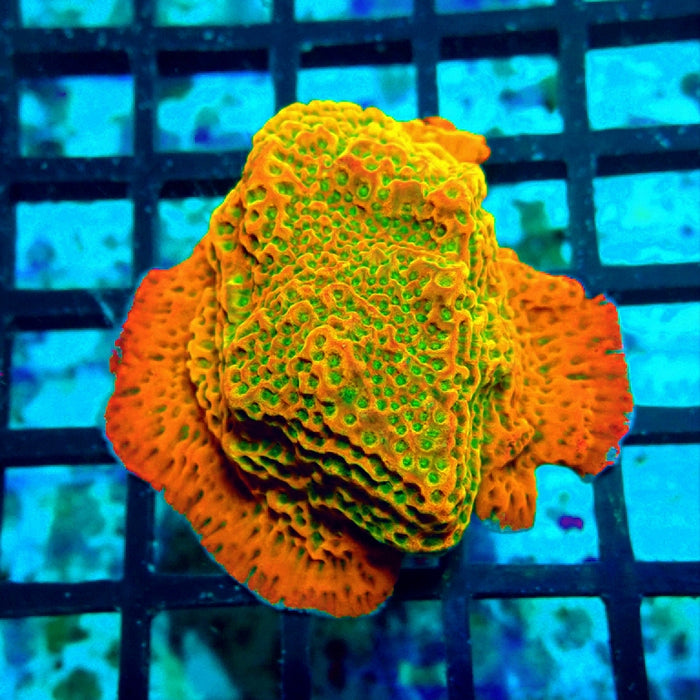 REx Rainbow Montipora