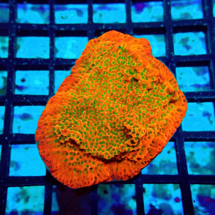 REx Rainbow Montipora