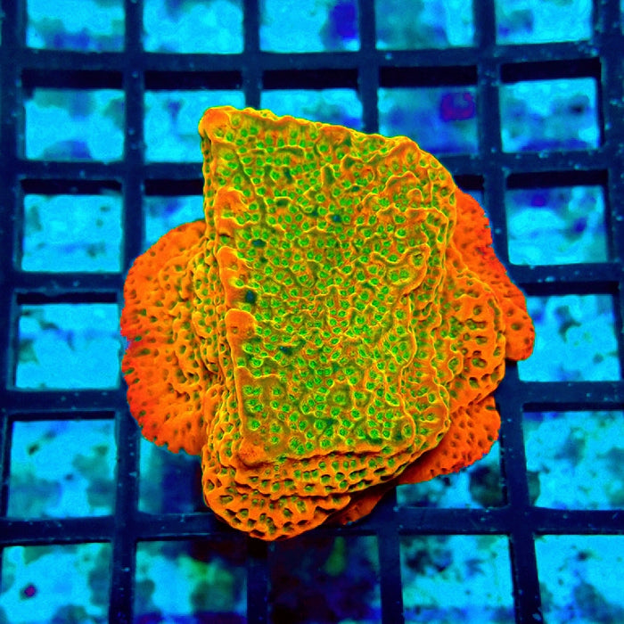 REx Rainbow Montipora