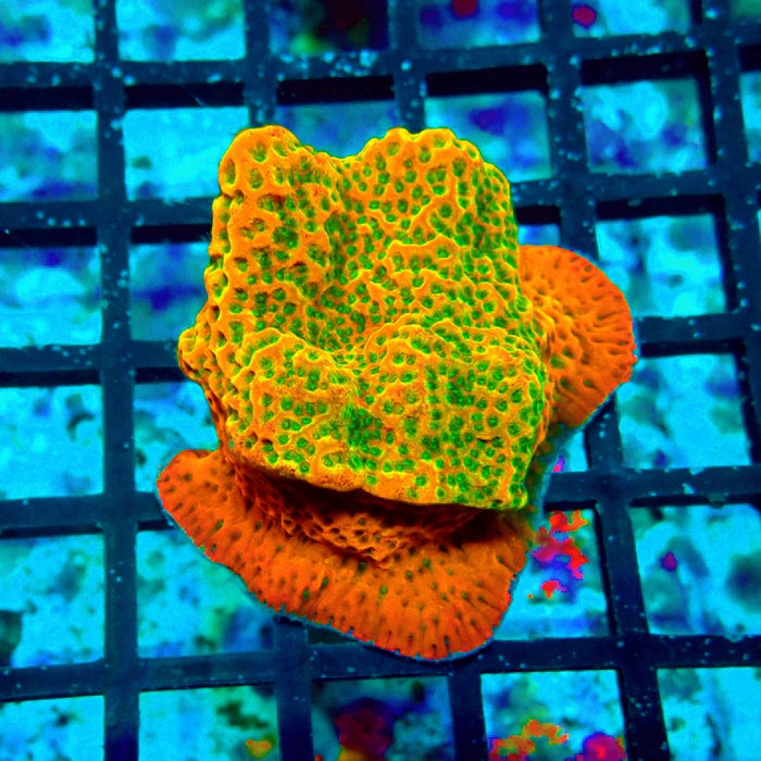 REx Rainbow Montipora