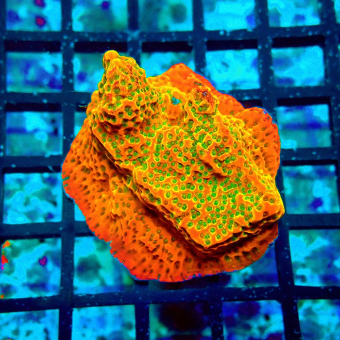 REx Rainbow Montipora