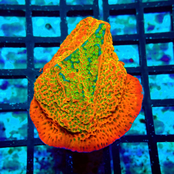 REx Rainbow Montipora