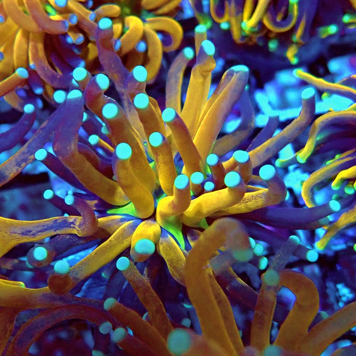 Euphyllia Tiger Torch Reverse Premium