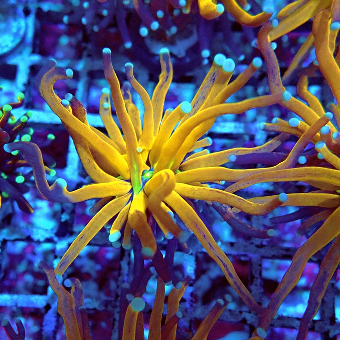Euphyllia Tiger Torch Reverse Premium