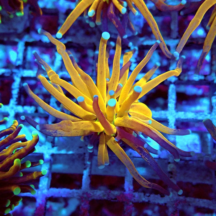Euphyllia Tiger Torch Reverse Premium