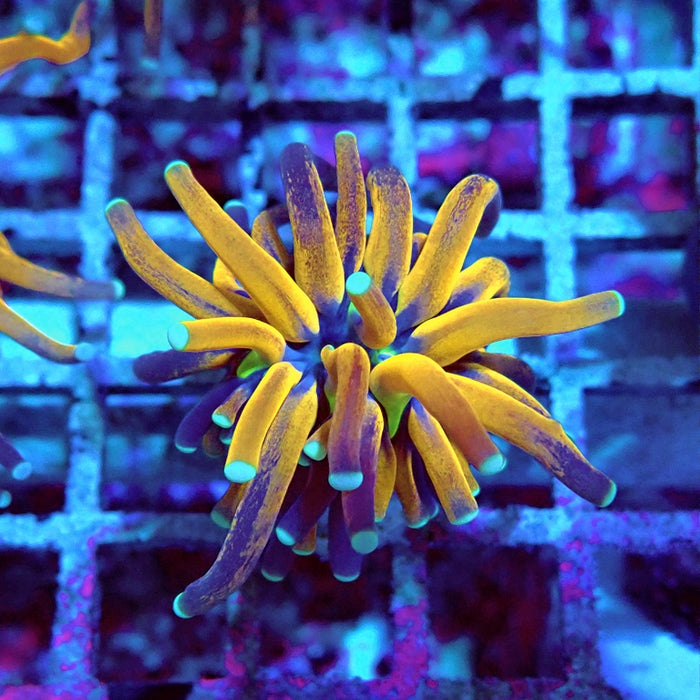 Euphyllia Tiger Torch Reverse Premium