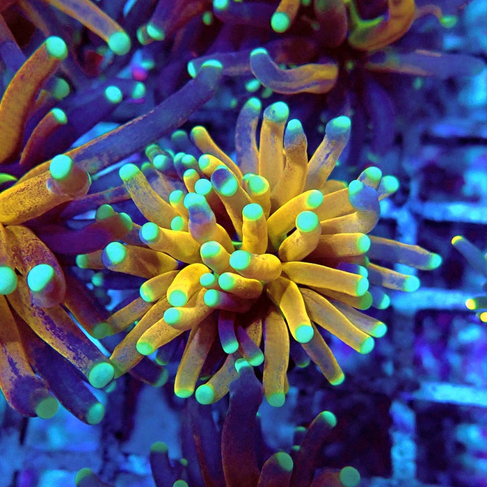Euphyllia Tiger Torch Reverse Premium
