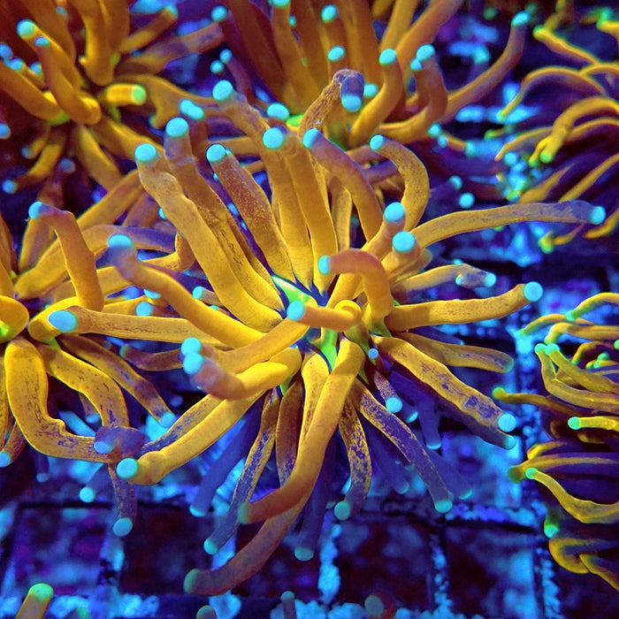 Euphyllia Tiger Torch Reverse Premium