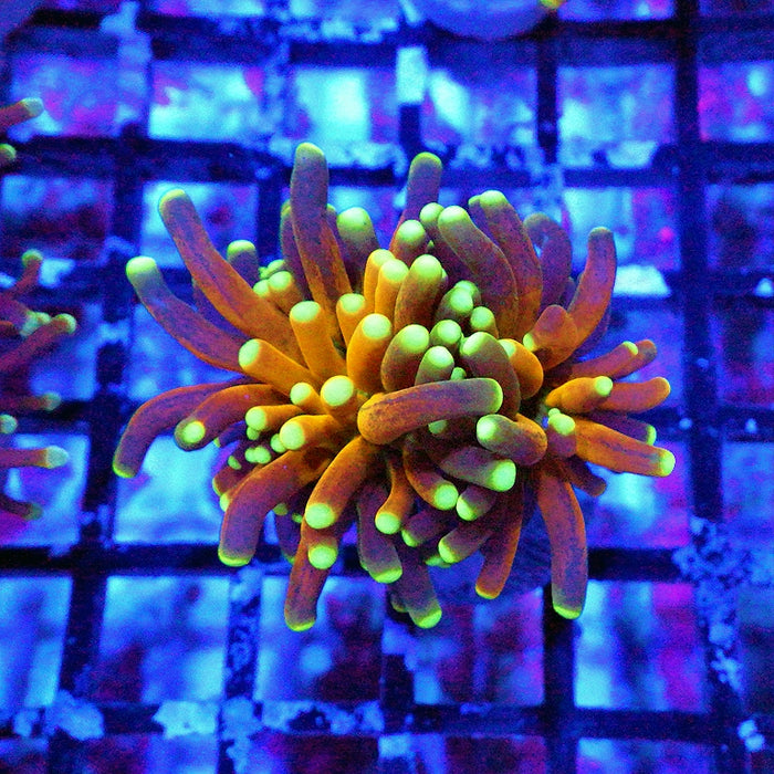 Super Ultra Tiger Torch Tricolor