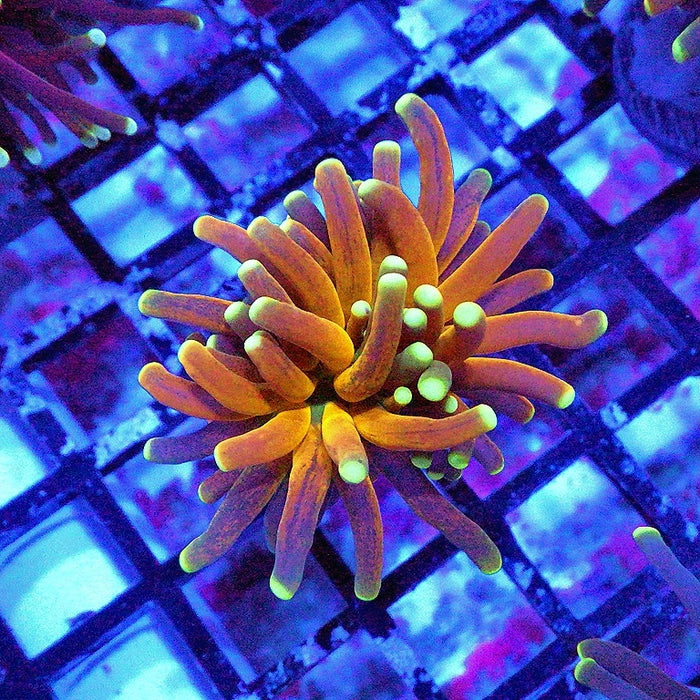 Super Ultra Tiger Torch Tricolor