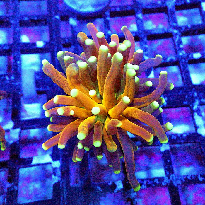 Super Ultra Tiger Torch Tricolor