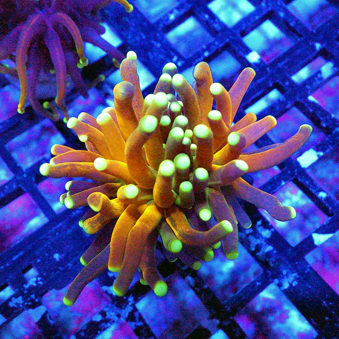 Super Ultra Tiger Torch Tricolor