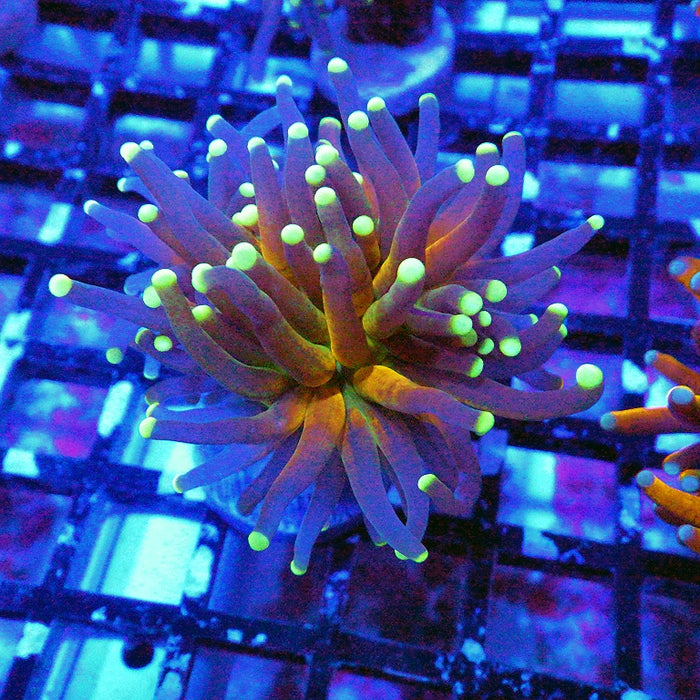 Ultra Tiger Torch Tricolor