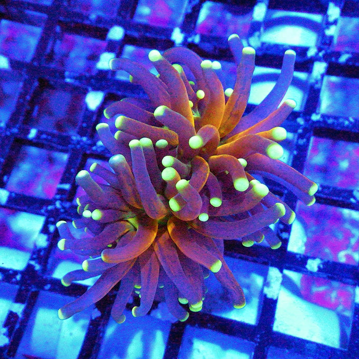 Ultra Tiger Torch Tricolor