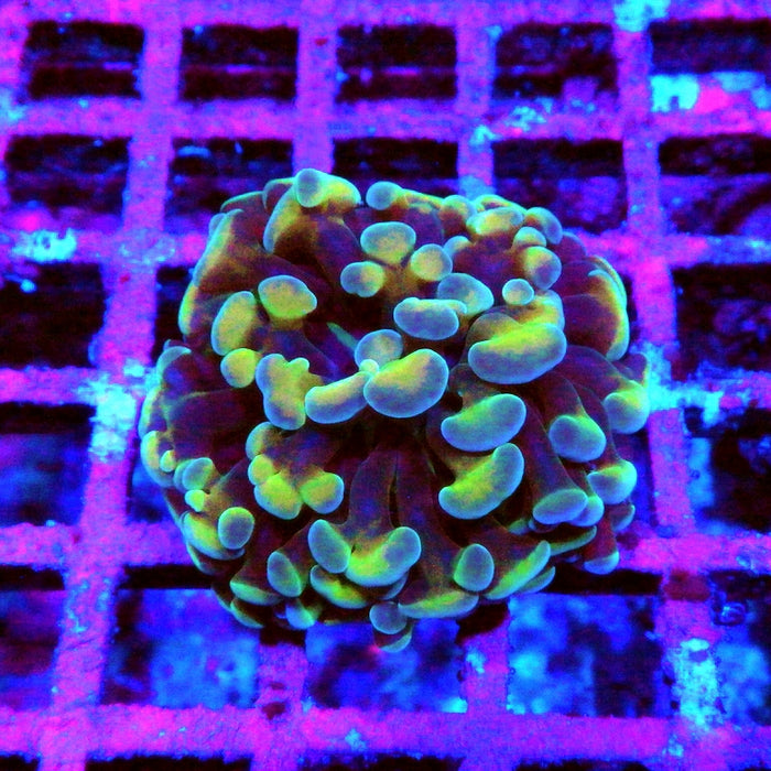 Euphyllia Branched Hammer