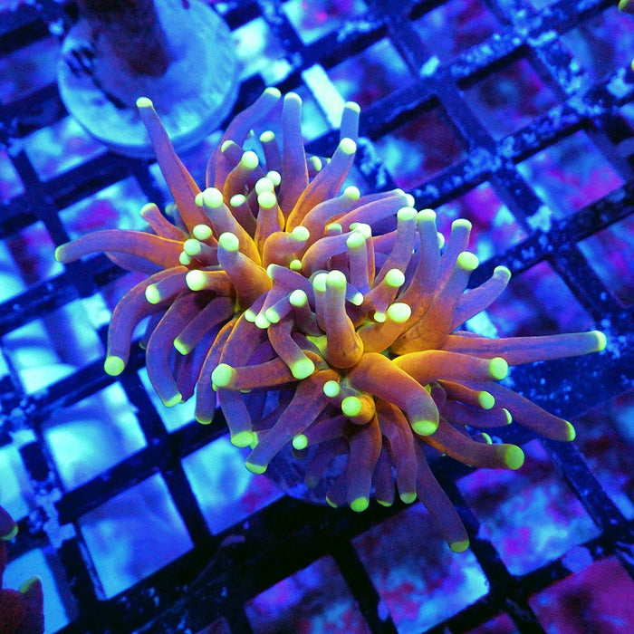 Ultra Tiger Torch Tricolor