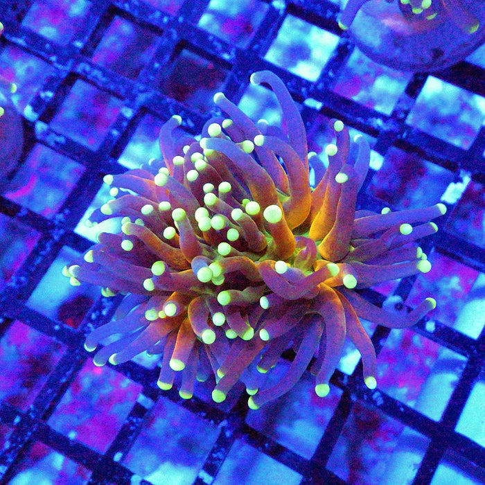 Ultra Tiger Torch Tricolor