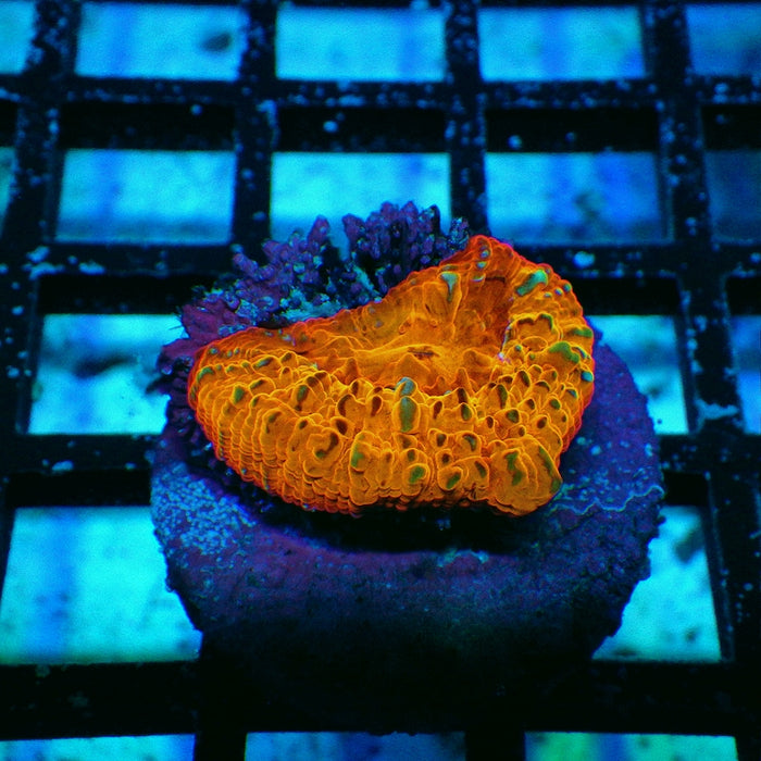 Chalice Frag