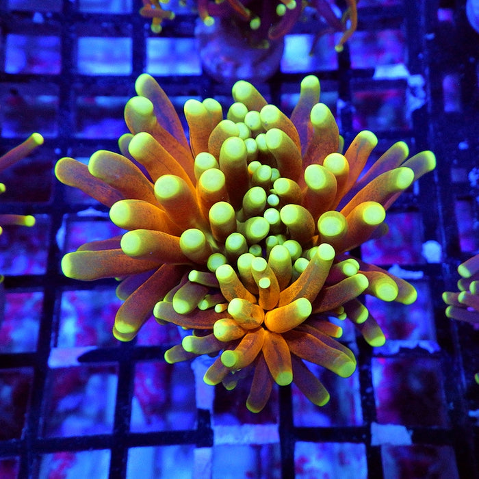 Super Ultra Tiger Torch Tricolor