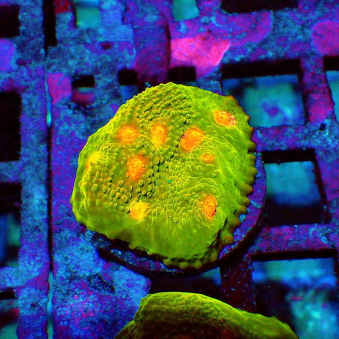 Green Red Eye Ausse Chalice