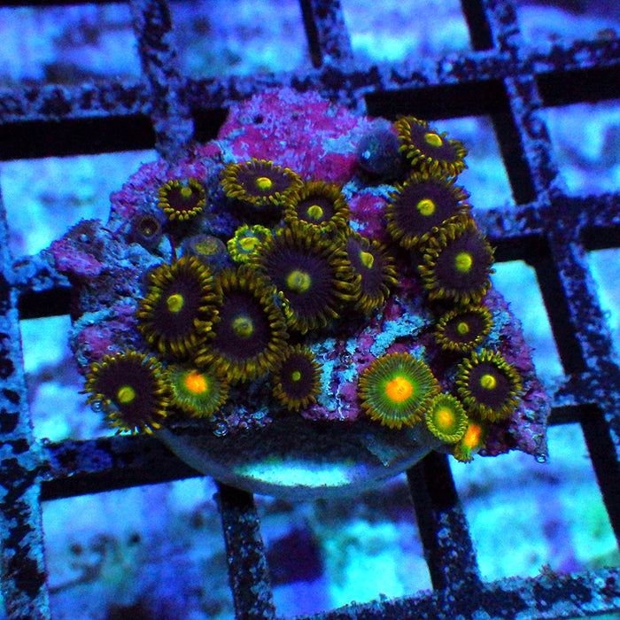 Ultra Zoas Frag 0025