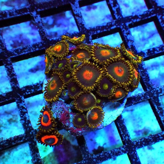 Ultra Zoas Frag 0026