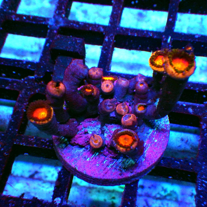 Ultra Zoas Frag 0045