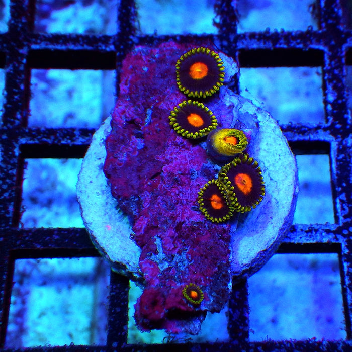 Ultra Zoas Frag 0055
