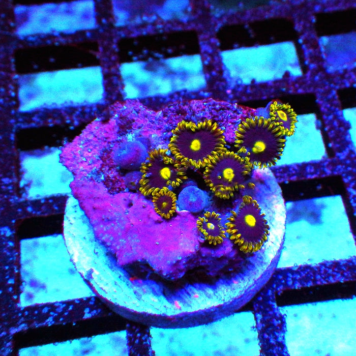 Ultra Zoas Frag 0064