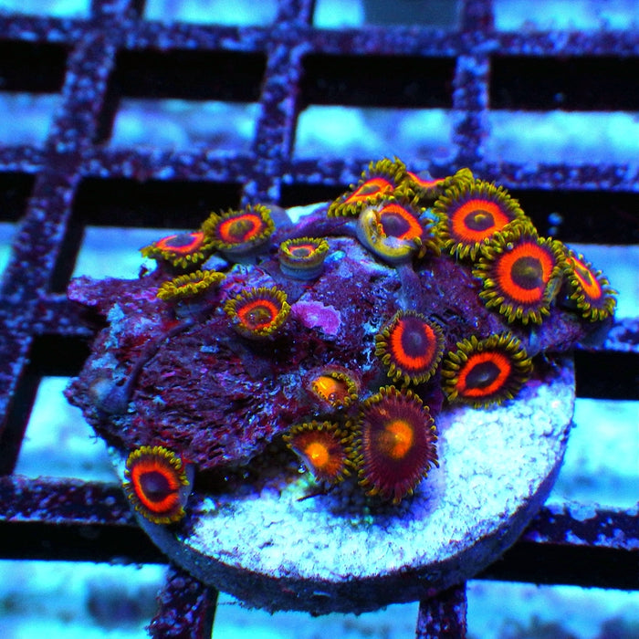 Ultra Zoas Frag 0071