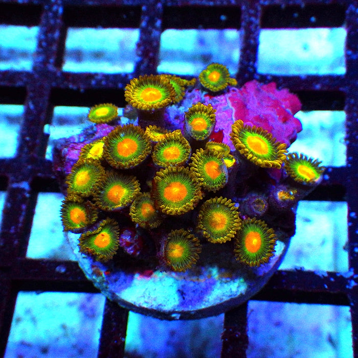 Ultra Zoas Frag 0076