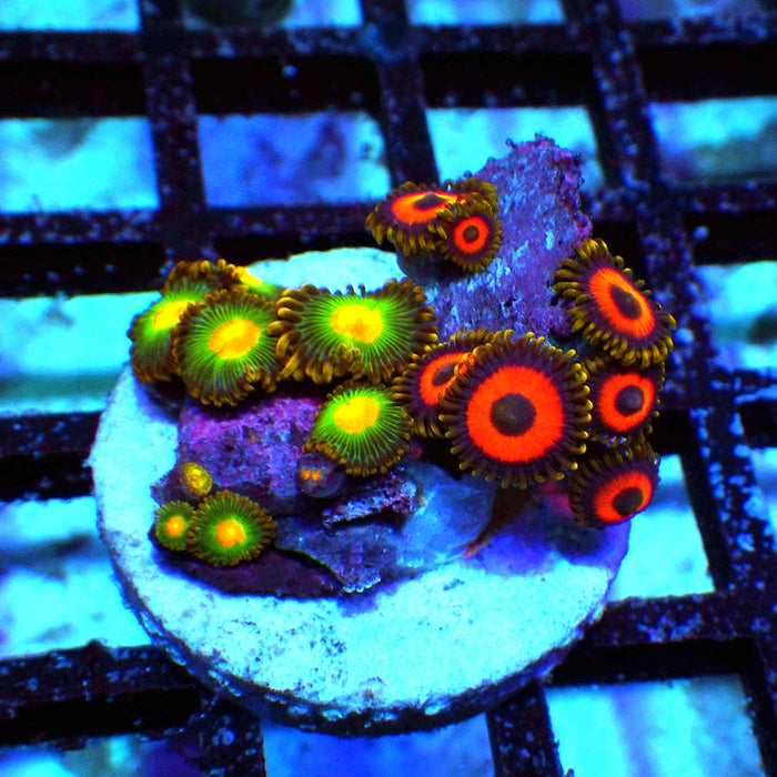 Ultra Zoas Frag 0080