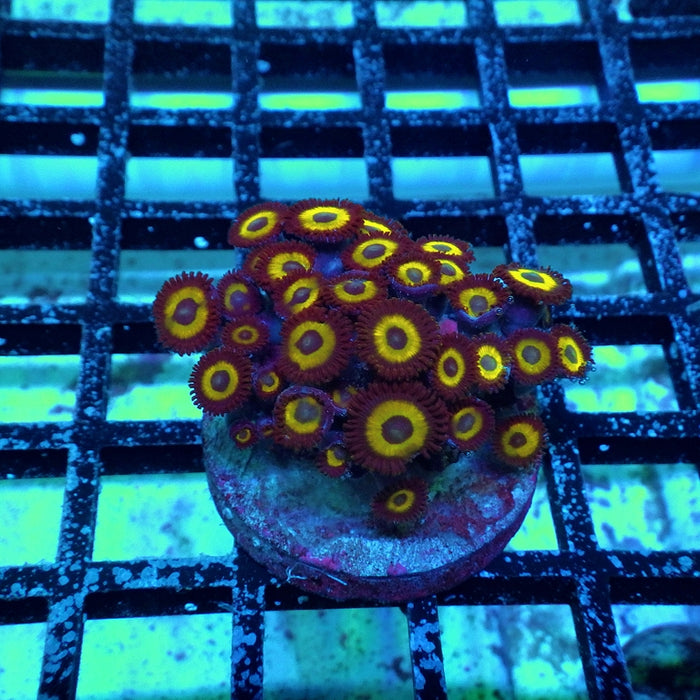 Ultra Zoas Frag