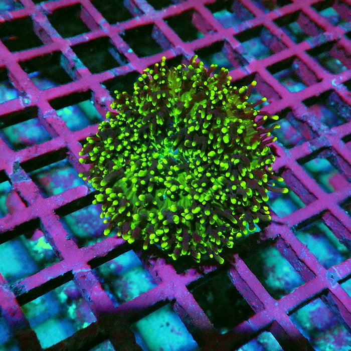 Green Fuzzy Rhodactis