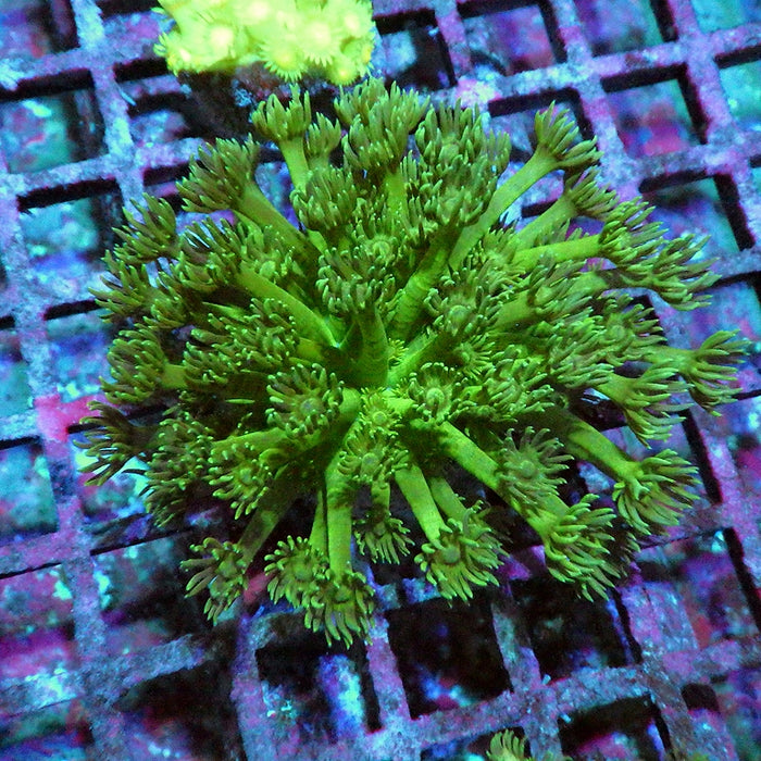 Goniopora 0002