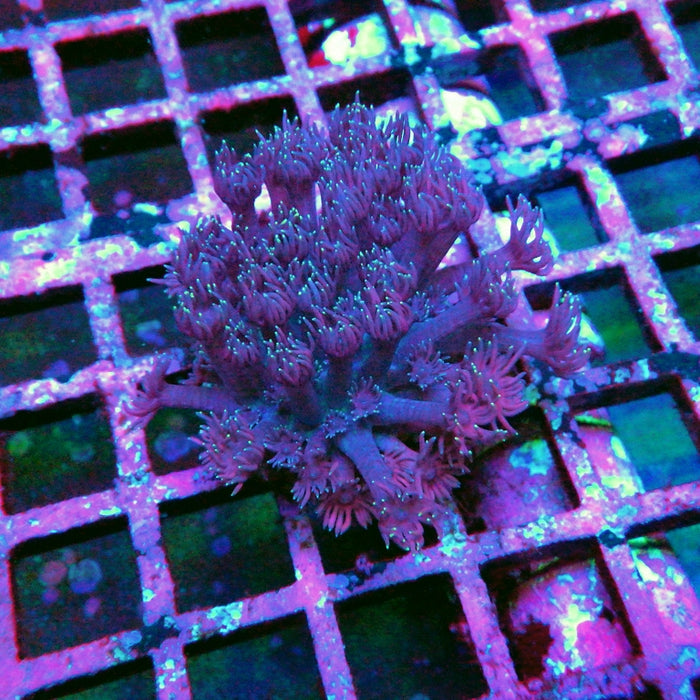 Goniopora