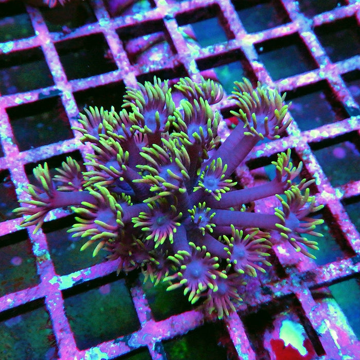 Goniopora 0007