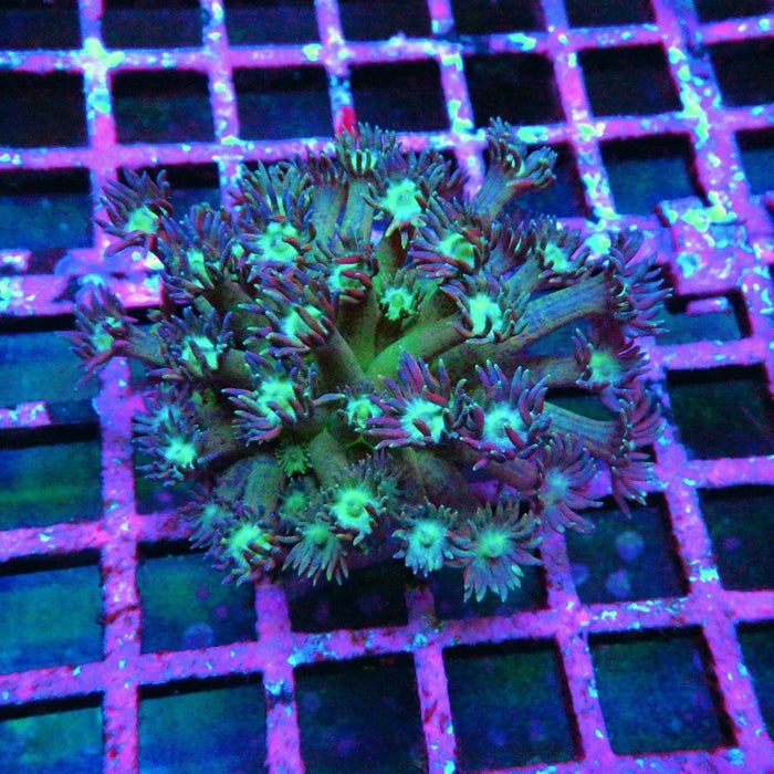 Goniopora 0010