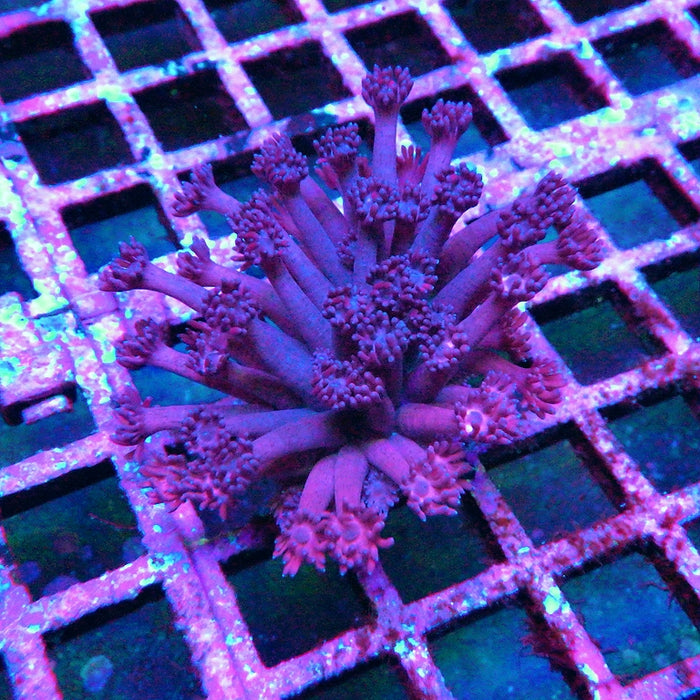 Goniopora 0012