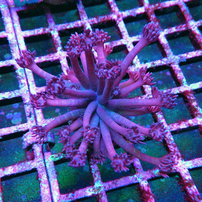 Goniopora 0014