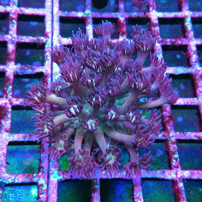 Goniopora 0020